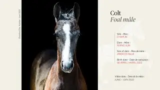 Lot 31 - Colt - Chaplin x Rising Sun (by Zirocco Blue)