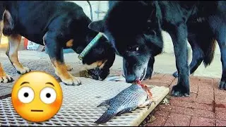 Using RAW Food to Develop a Healthy Pack Hierarchy - RAW Fish Pack Feeding