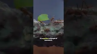 Leafcutter ants cultivate fungus gardens for food!