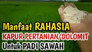 Jarang diketahui.❗Manfaat Rahasia Kapur Dolomit / Kapur Pertanian - Pupuk Pembenah Tanah