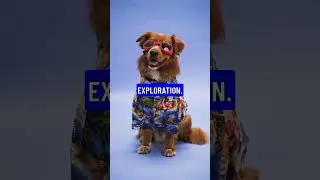 Cats vs Dogs: Nature&rsquo;s Contrasting Companions