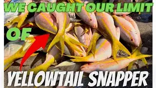Cool Facts About Yellowtail Snapper Fishing | Florida Keys #fishing #fish