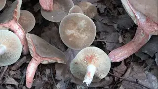 Lactarius pterosporus