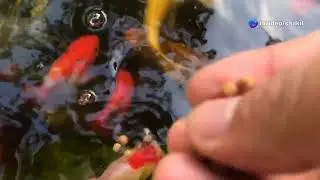 Multi Farming in Wet Land  Poultry, Fish & Cattle!