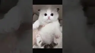 #shorts #viral #trendig #youtubeshorts #softpaw ##southpaw  #interesting