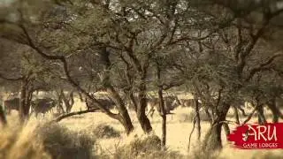 Aru Game Lodges Promotional 2013