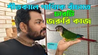 এই শীতে পাখিদের বাঁচাতে ৪টি জরুরি কাজ | শীতকালে পাখির সুস্থ থাকার উপায় | শীতকালের পাখির খাবার🦜🐦✌️
