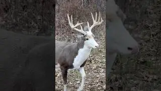 The ghost of Christmas Eve #piebald #whitetail #bucks #hunting #viral
