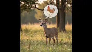 Young Bucks are Dumb Clucks!