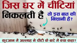 Jis Ghar Mein Chintiya Nikalti Hai To Us Ghar Mein Kya Hota Hai? Namal | Ant In Islam | T - iLM