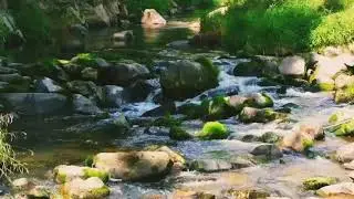Relaxing Music with Water Sounds for Sleep | Bird Sounds for Sleeping