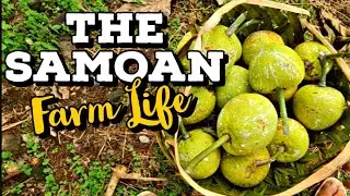 CHORES, CHORES & MORE CHORES |SAMOA 🇼🇸 | SATURDAY  FARM LIFE |