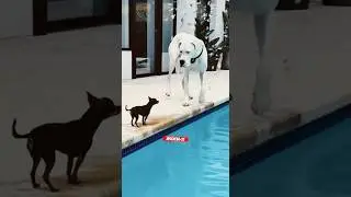 Cachorro pequeno vs Grande (veja o que aconteceu) #cachorro #dogs