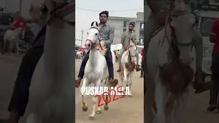 Pushkar Mela 2025 - Pushkar Horse Fair Rajasthan India