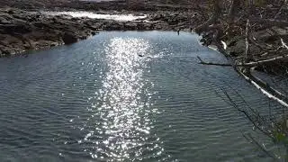 Marine iguana swimming - Fernandina Island