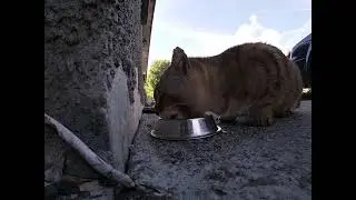 Cat eating oats