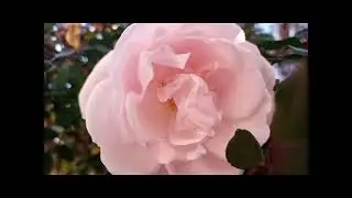 0089 - The Last Autumn Rose