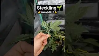 Growing Cannabis Cuttings 🌱 [Part 1] I need your help! ⚠️