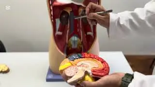 Generalidades da Anatomia Associada ao Eixo HPA