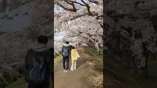 Sakura in Hakodate | 
