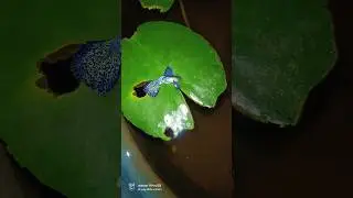 Shock aagita nanbarigala 😱🤯 #guppyfishfarm #guppyfish #shorts #fishkeepinghobby #trending1