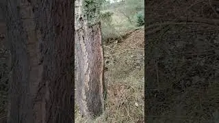 Korkb&auml;ume Pflege im Wald - pulitura pianta di sughero