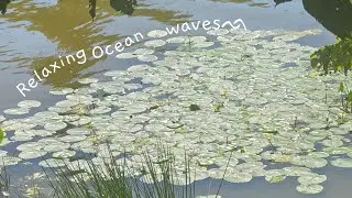 Get cozy sleep | study with ducks