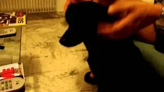 Dog Massage Session