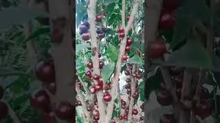 #fruits #fruitfrenzy
