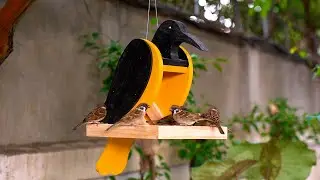 DIY Creative Wooden Bird Feeder | Unique Bird Design Attracts Beautiful Sparrows