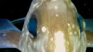 Scuba Diving Puget Sound Chimaera