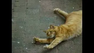 summer n cat rolls