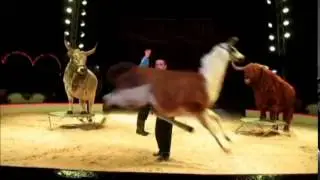Circus Bellywien-Promo 2015