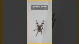 🕷️La raison de ne pas aspirer les araign&eacute;es de votre maison ​🕸️​💥​