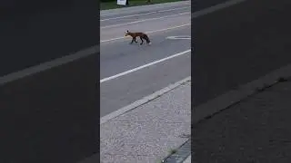 Fox Nature Animals Wild #nature #fox #amimals #wildlife #running #chase #summer #city #evening