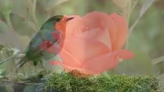 Save Nature save birds || short film 2020