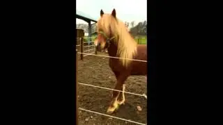 Fengur fr&aring;n Backome