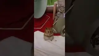 Squeaking hamster