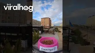 Drone Delivers Cat Food || ViralHog