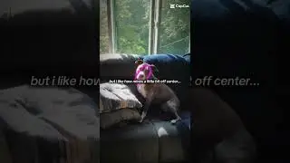 WaBi SAbi #4upage #relatable #dog #love
