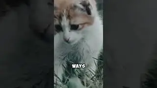 How Living With a Cat Changes You Over Time 🐈 | Carl Jung&rsquo;s Hidden Truth