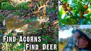 Deer Hunters: It's Time for SERIOUS Scouting - Find Acorns, Find Deer! (650)
