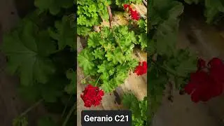 Ger&acirc;nio - planta de sol, como cuidar #hortovideira #plants