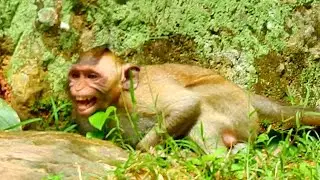 O.M.G ! Mom Jade change to nasty mood hardly bite tail monkey Vicky till Vicky fail down from stone