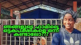 കൗതുകമുണർത്തുന്ന ഒട്ടകപക്ഷികളെ കണ്ടാലോ