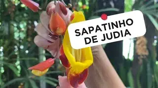 SAPATINHO DE JUDIA | Jardim na Pr&aacute;tica #trepadeira #plantas #ideuasdeplantas #ideiasdejardins 