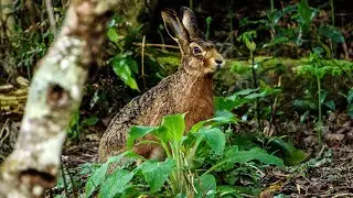 Mad Twitchy Nose Hare encounter - New Zealand  #4k #hare #rabbit #wildhare #nature #lovingnature