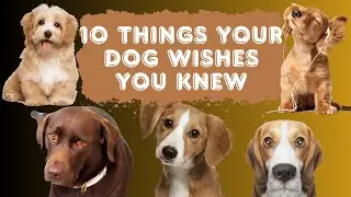 THINGS YOUR DOG WISHES YOU KNEW! | Must-Know Dog Facts!