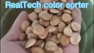 Almond Kernel and Shell Color Sorter#machine #factory