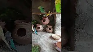 Live stream start with zohaib on parrots life